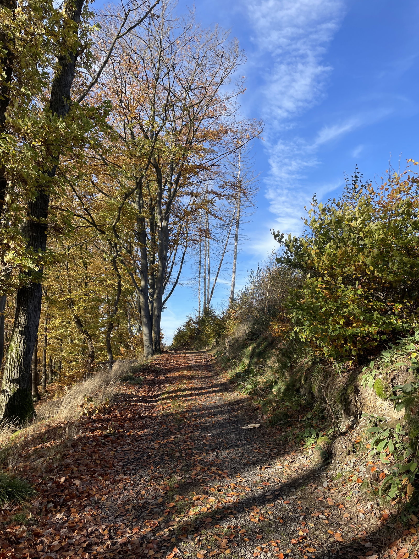 Atmospheric autumn forest with golden leaves falling through sunlight beams