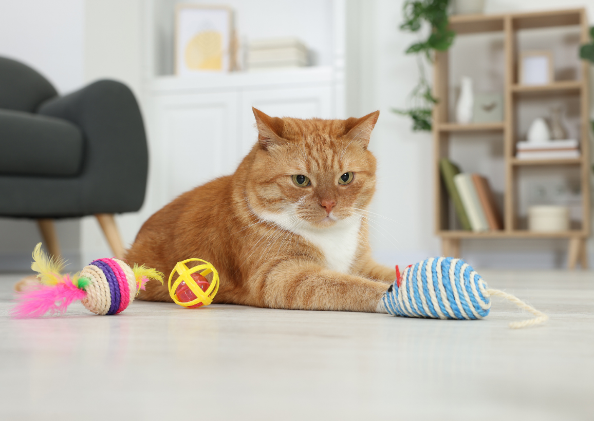 close up of a calm cat being observed by a feline behaviorist