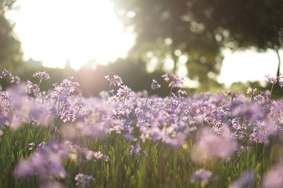 Bachblüten